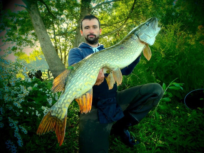 Pêche aux jerkbaits avec la Rainshadow 68H