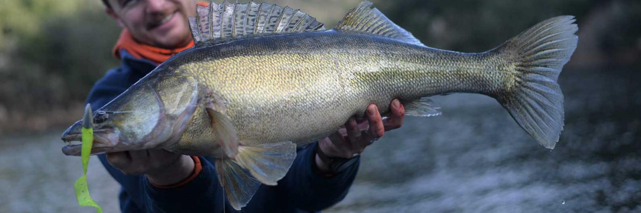 La pêche du sandre en Pélagique