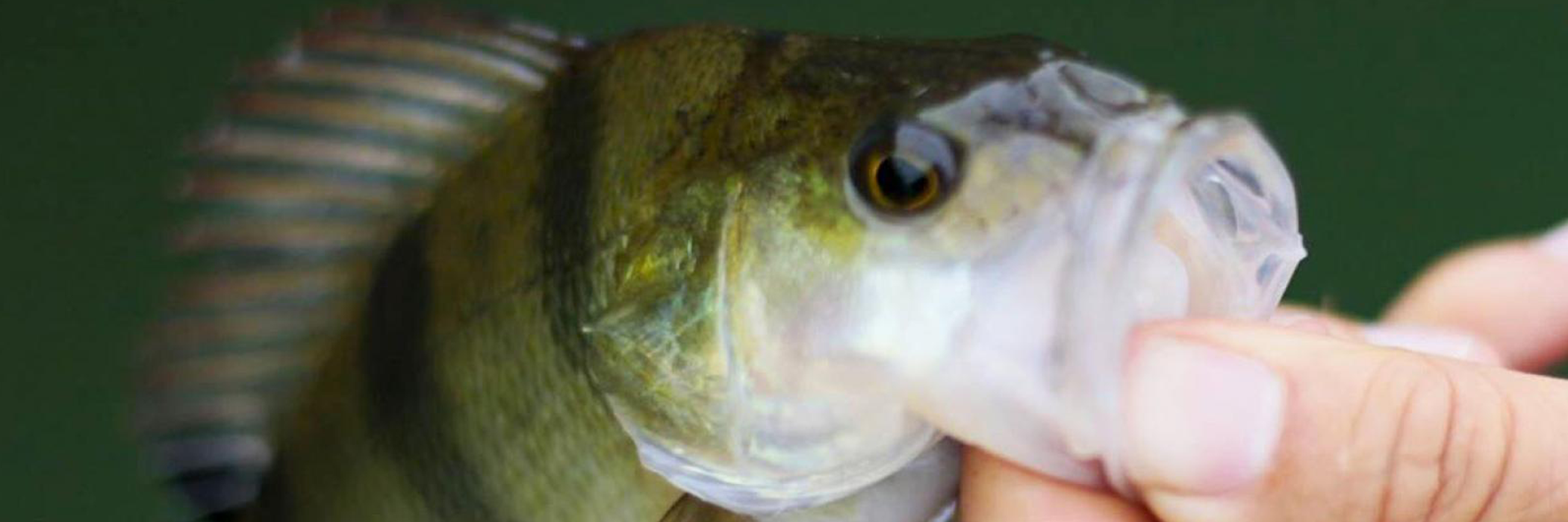 La perche aux petits leurres souples en spinning