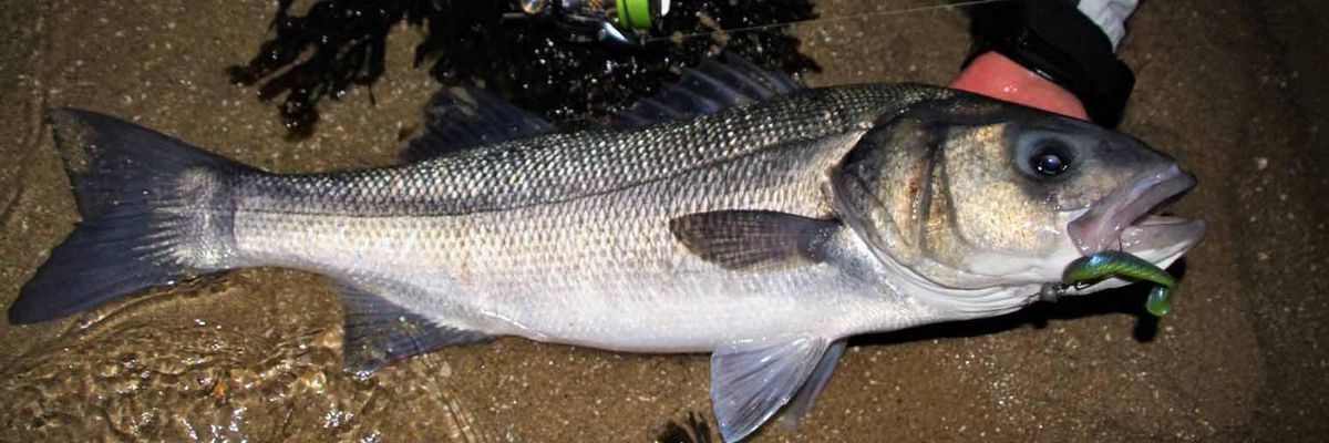 Le bar au leurre de nuit en estuaire