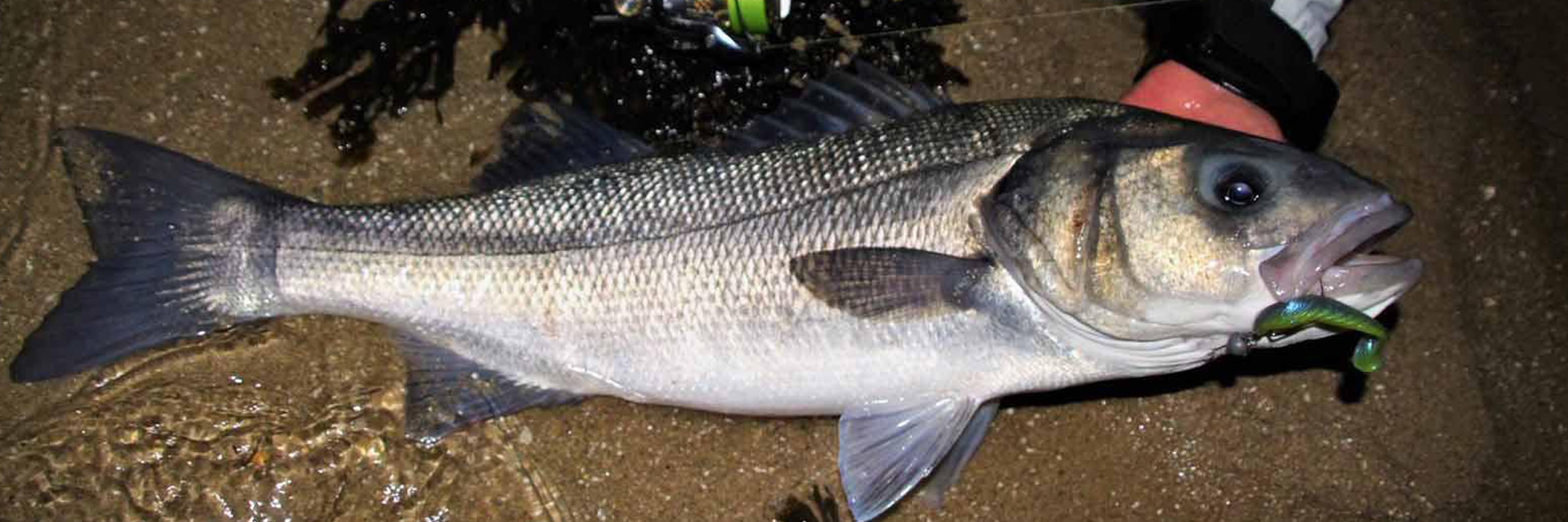 Le bar au leurre de nuit en estuaire