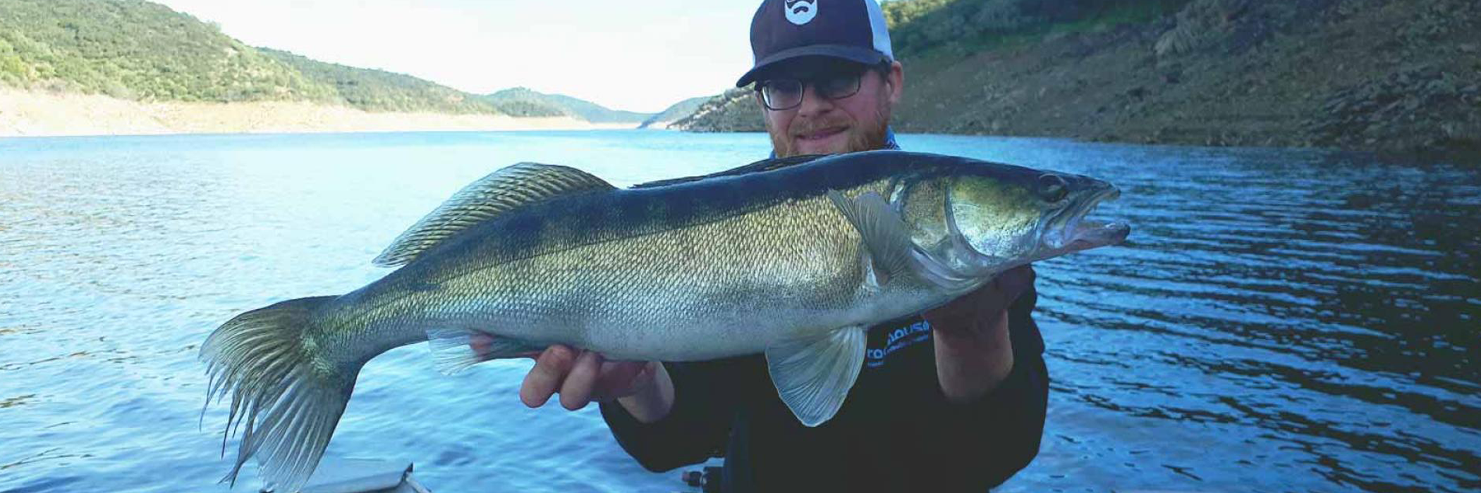 Le sandre en linéaire en casting