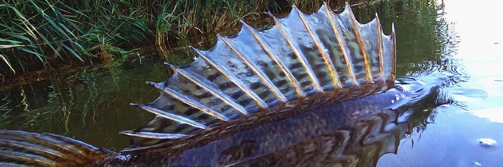 Le sandre en linéaire en spinning