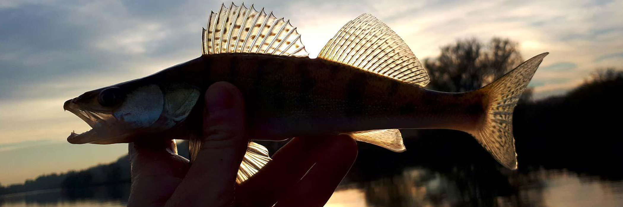 Le sandre en verticale en casting