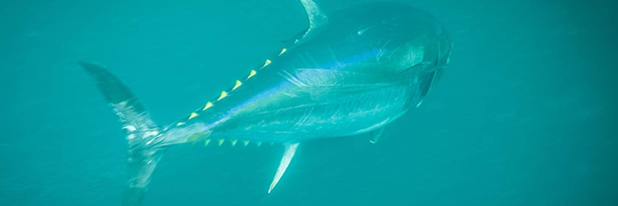 Le thon rouge au vif en spinning