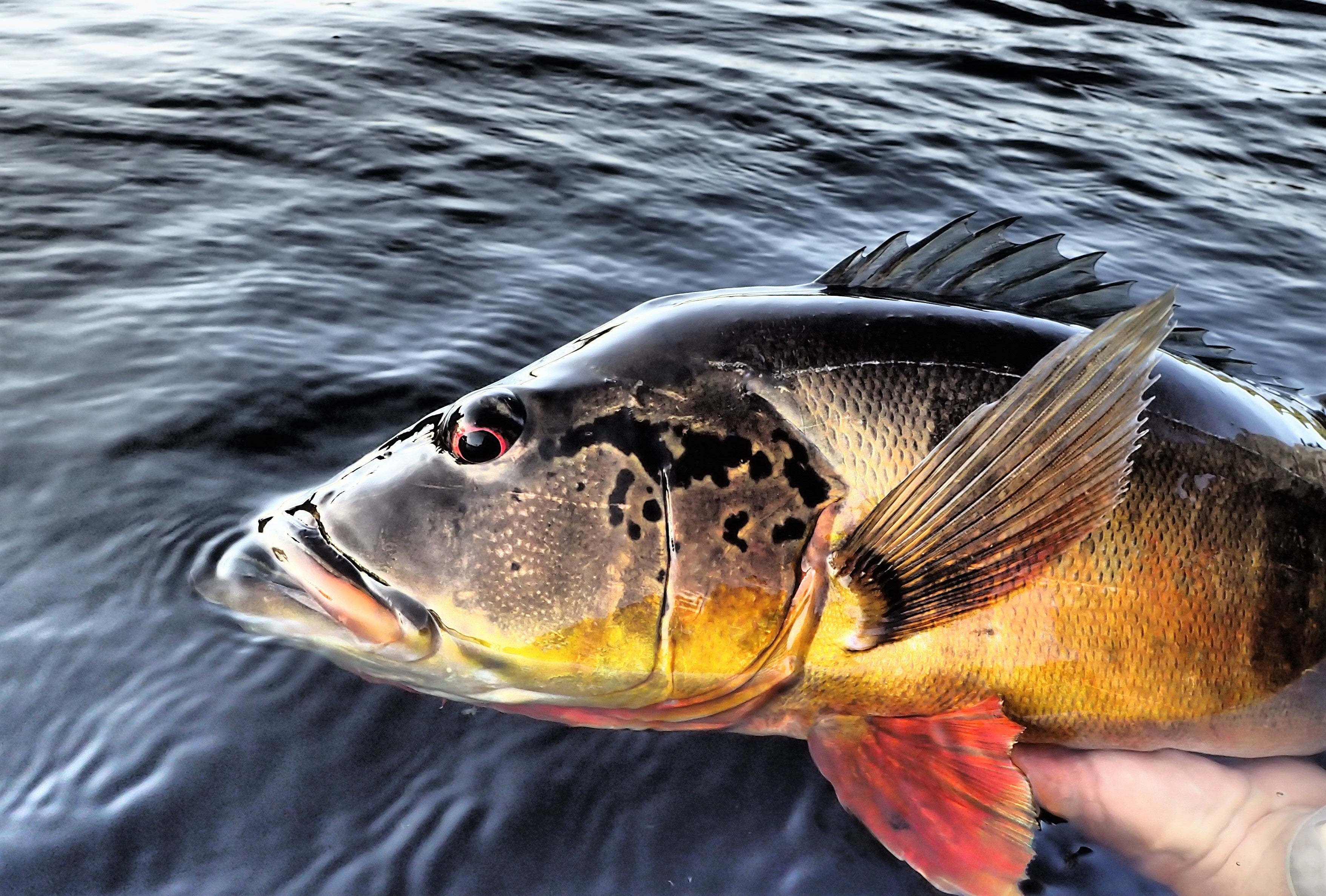La Pêche du peacock Bass en Amazonie