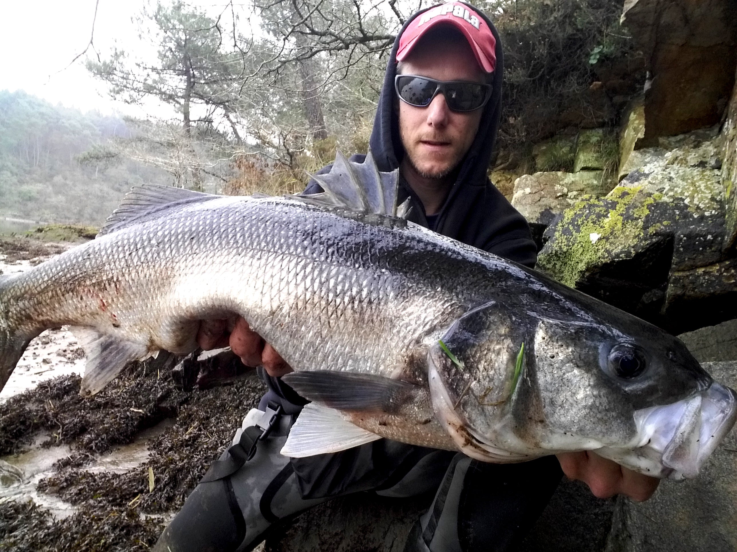 Nos astuces pour pêcher le bar à vue en estuaire