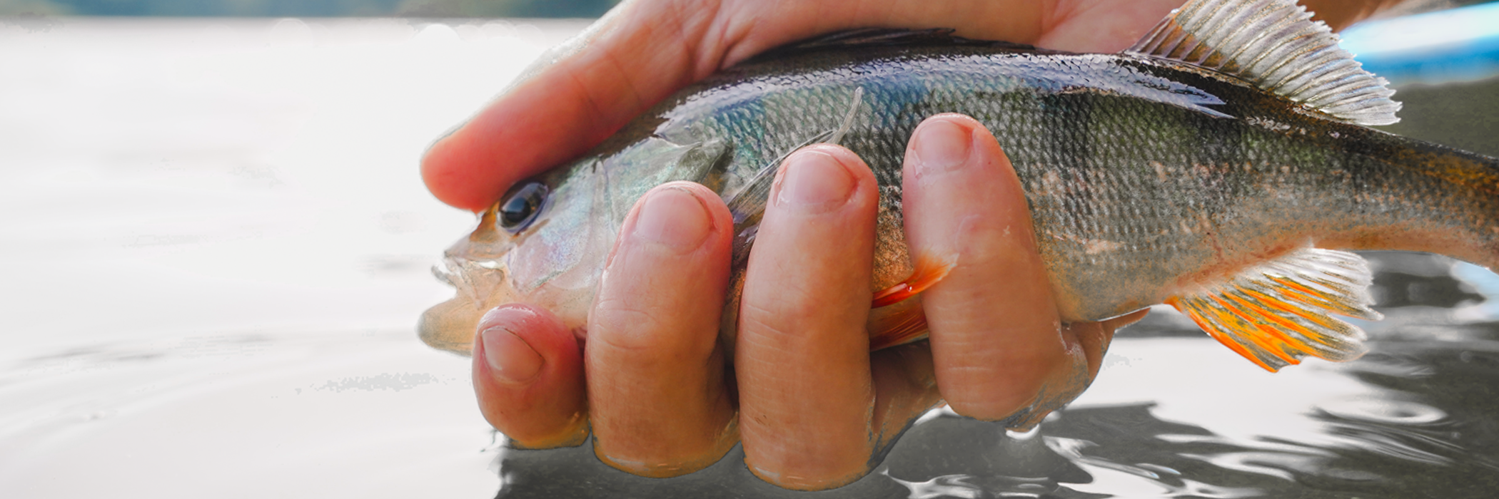 La pêche au Jigging Rap et au Plomb Palette en spinning