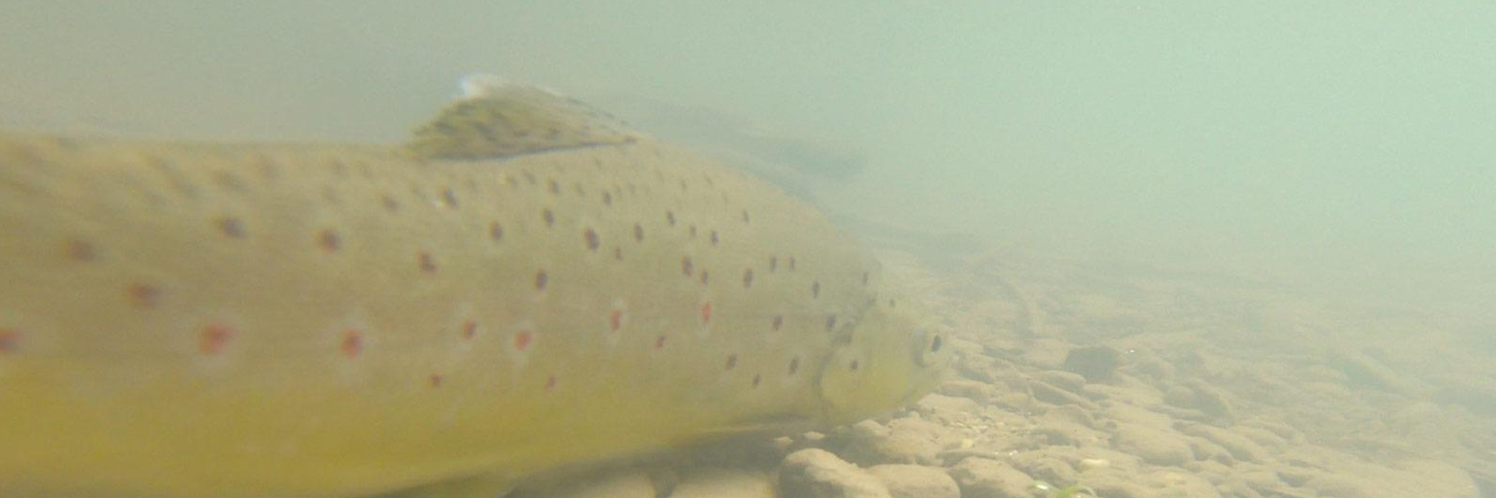 La pêche de la truite au leurre