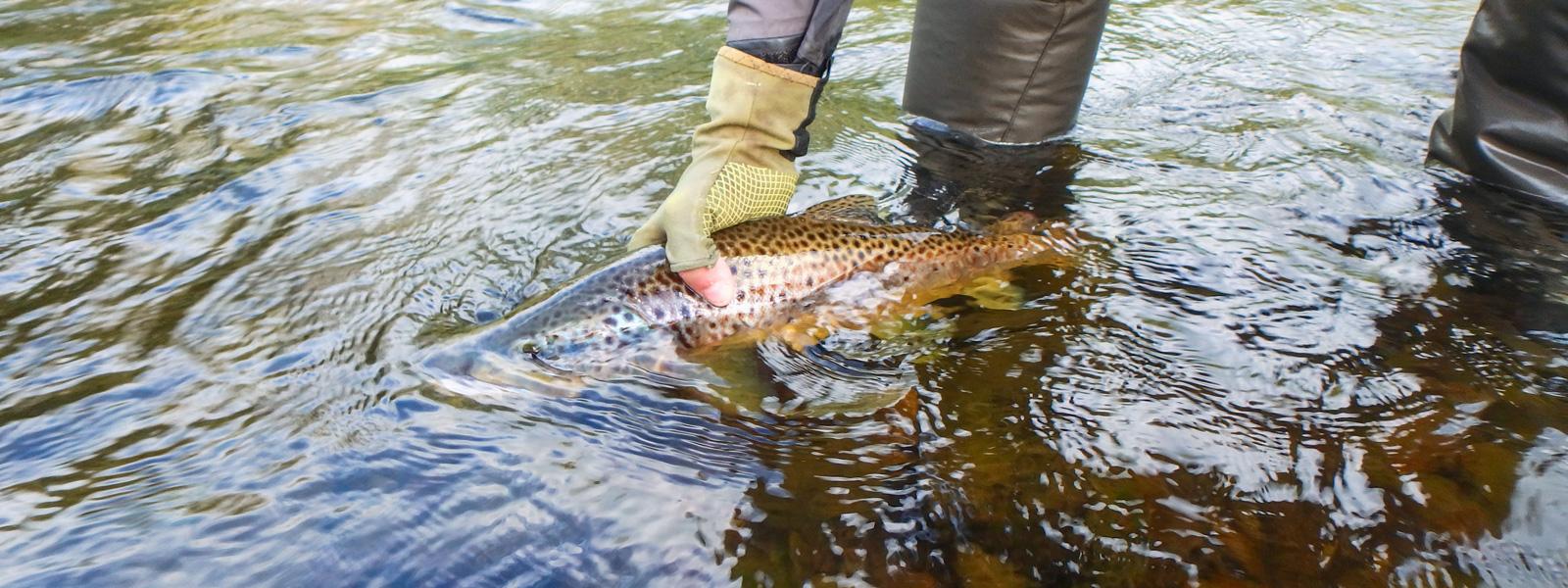 Pêcher en nymphe à vue avec la Rainshadow Eternity 905