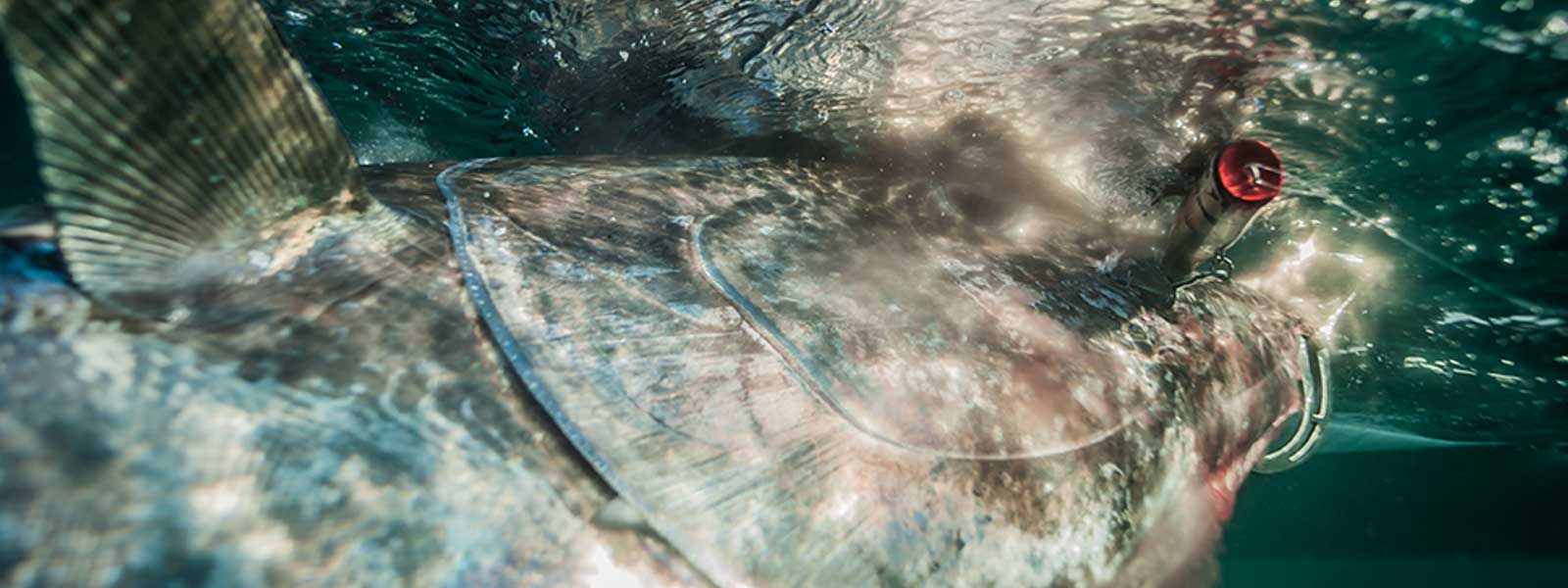 La pêche du thon rouge au leurre sur chasse