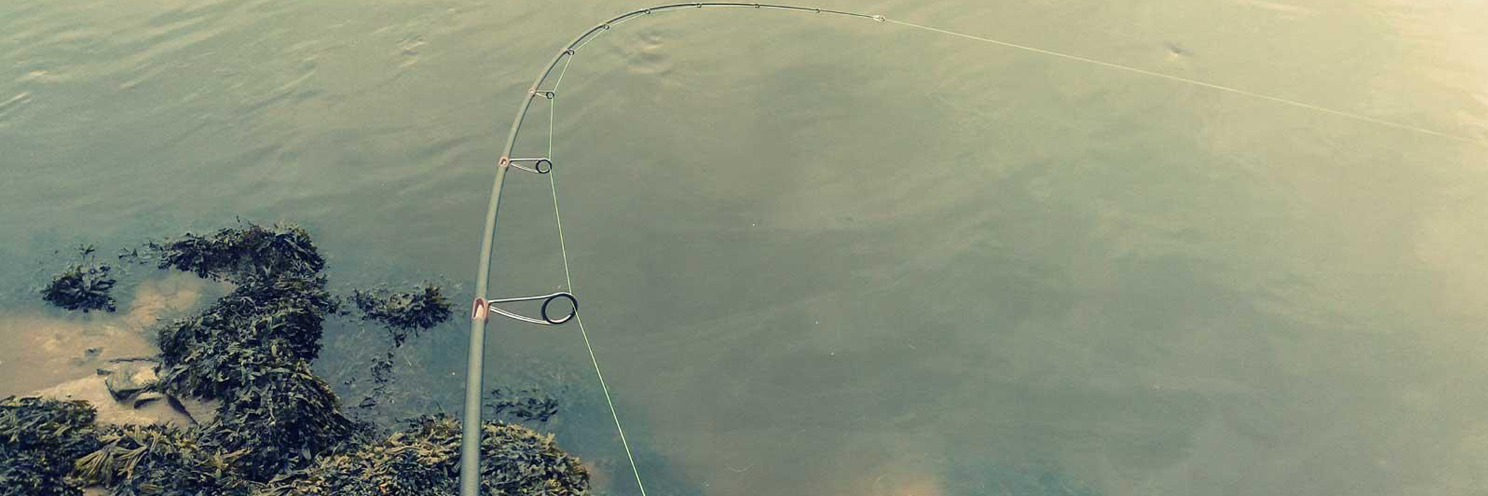 La pêche du bar à vue