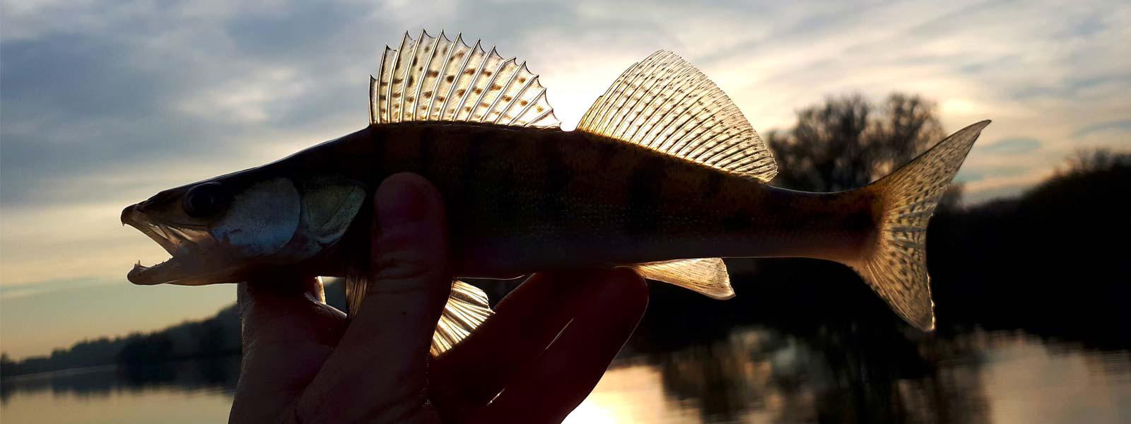 Dernière pêche du Sandre en 2017