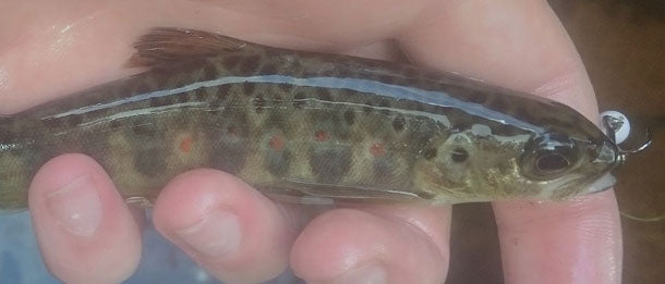 Quelles différences entre tacon et truitelle ?