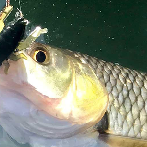 Chub lures