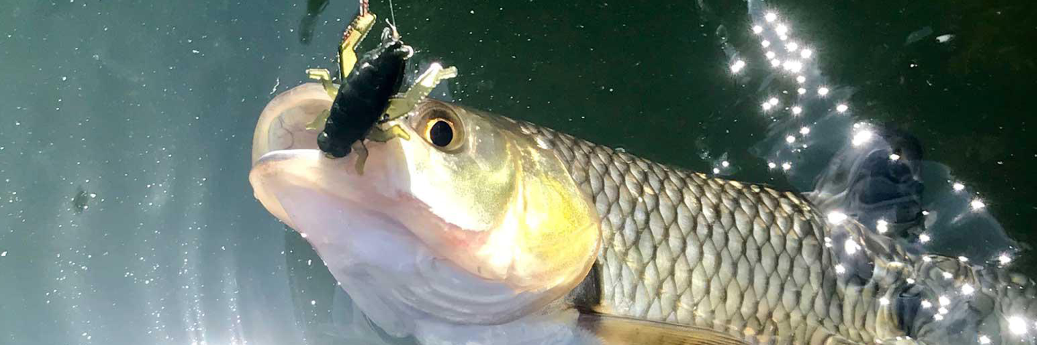 Leurres pour le Chevesne