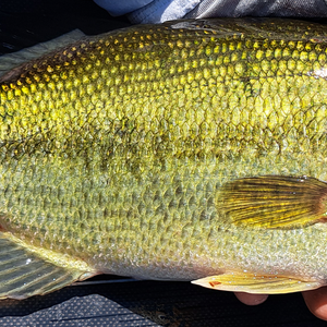 Flipping fishing blanks