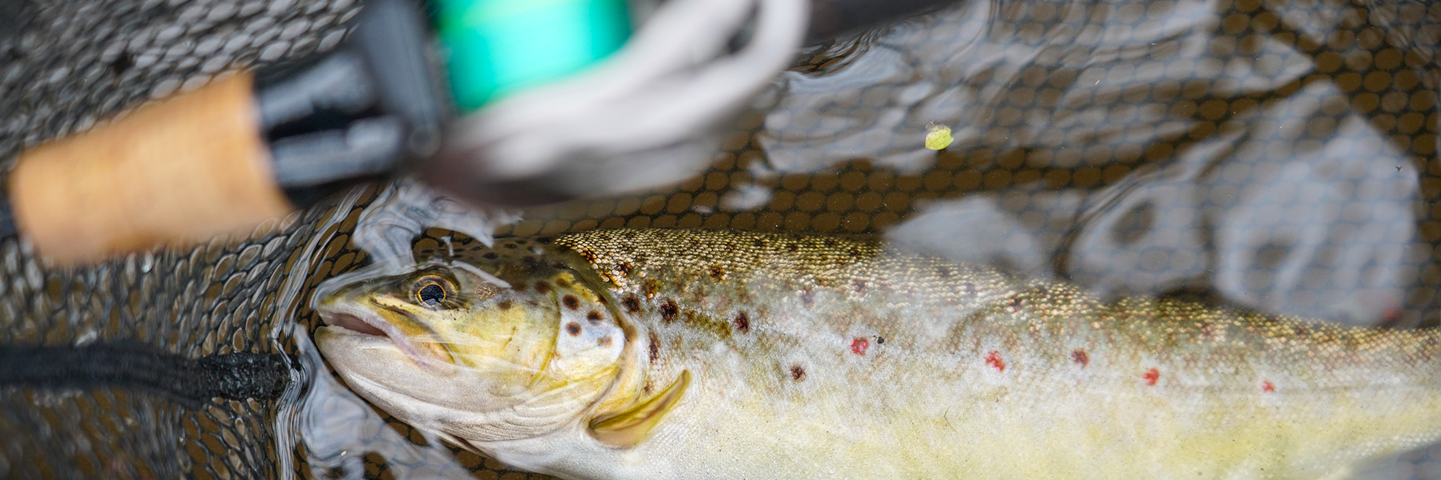 Blanks pour la pêche en Baitfinesse