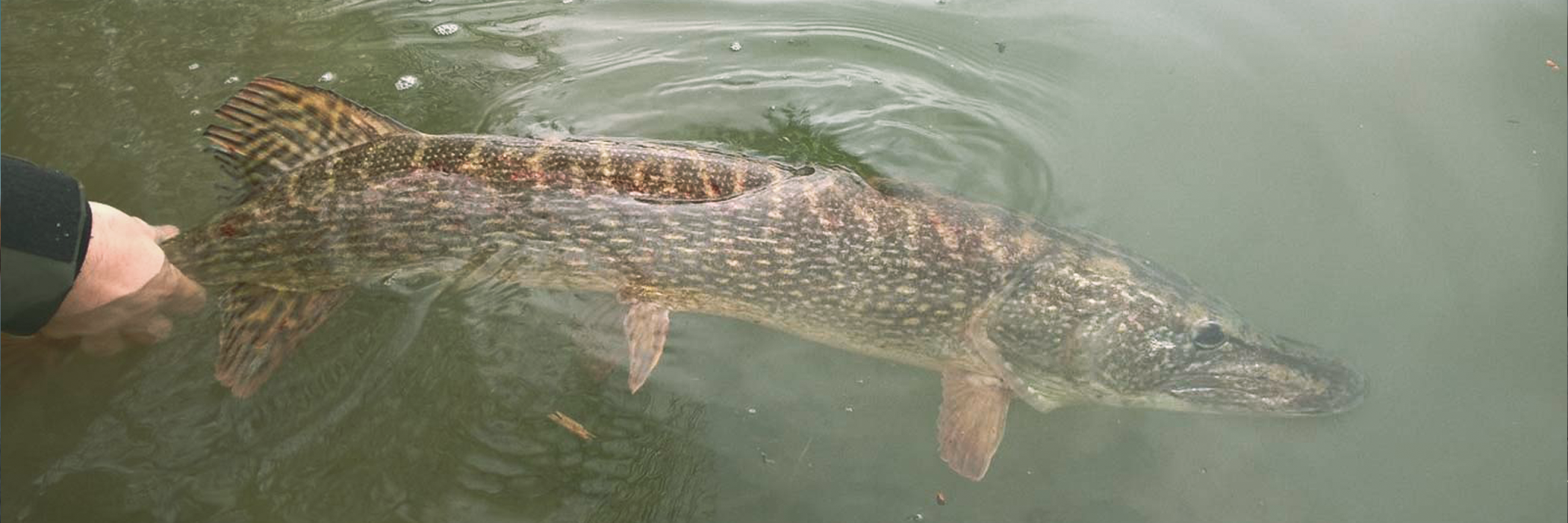 Blanks pour la pêche au Jerkbait Buster