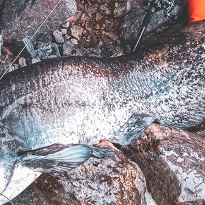 Catfish lures