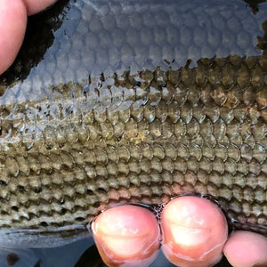 Grayling fishing rods