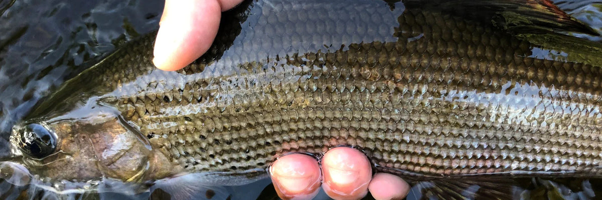 Cannes à pêche pour l'Ombre
