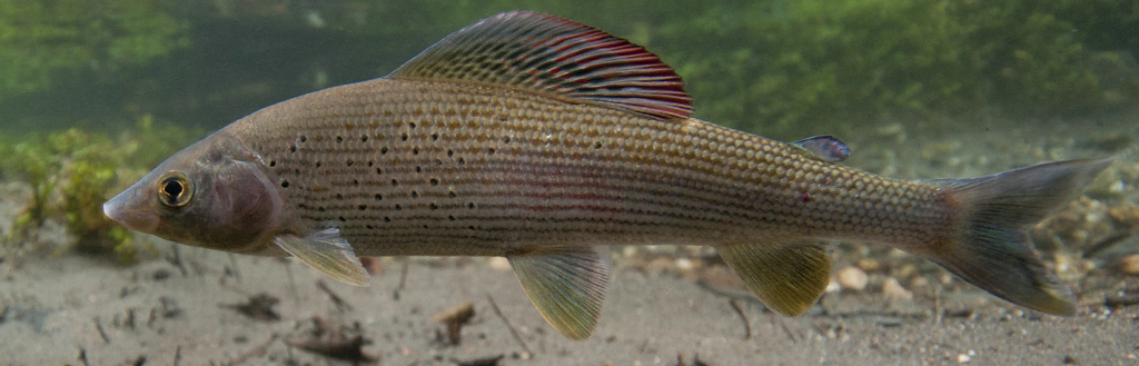 Leurres pour l'Ombre