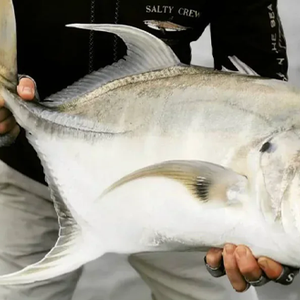 Lures for the Permit