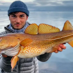 Cod lures