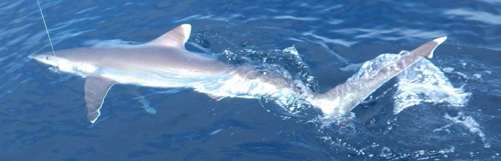 Señuelos para tiburones