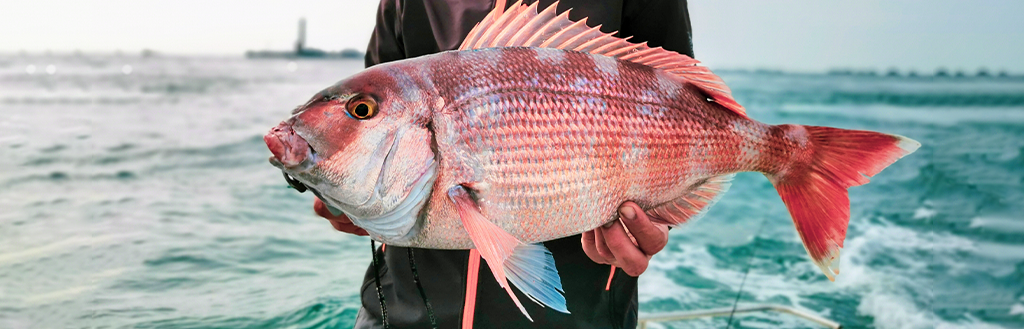 Señuelos para la dorada del mar Rojo