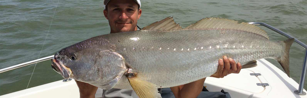 Leurres pour le Maigre