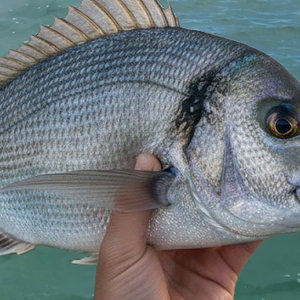 Sea Bream Lures
