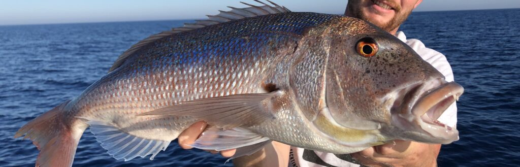 Leurres pour le Denti