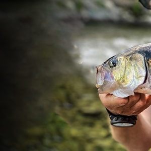Lures for Shad