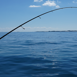 Cannes à pêche montées par espèce