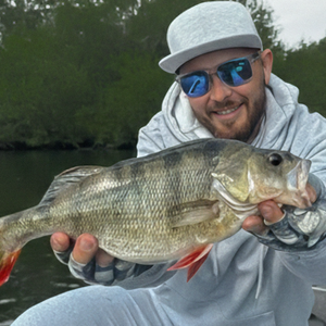 Lures for Perch