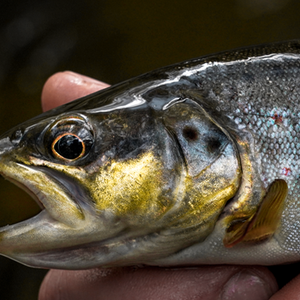 Trout Lures