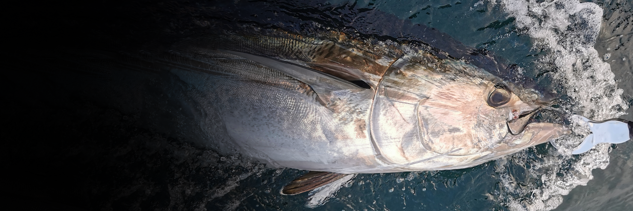 Leurres pour le Thon blanc