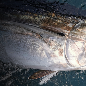 Blanks for Stand-up Fishing