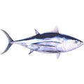 Tuna Albacore