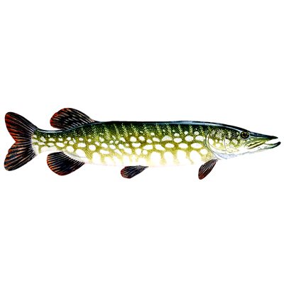 Pike