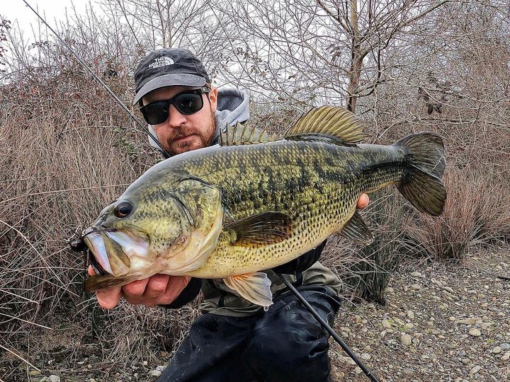 Black bass