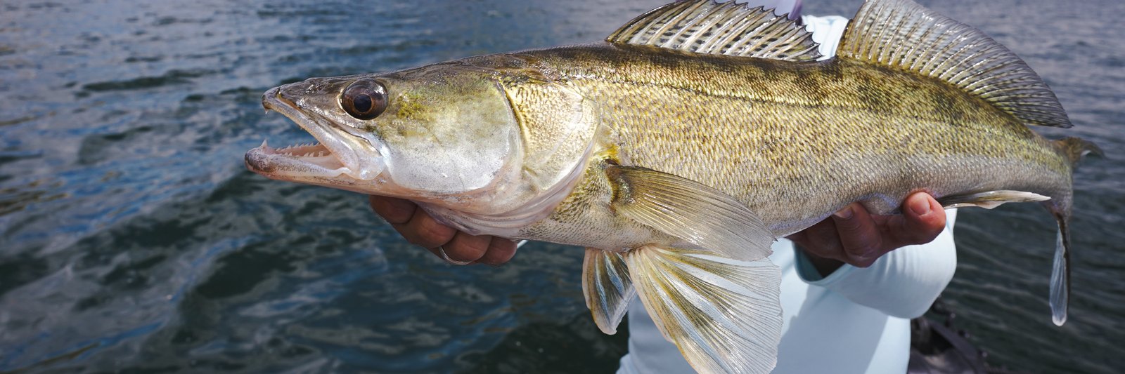 Le brochet et le sandre au mort manié