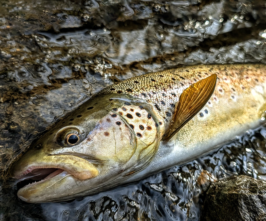 WKS Lighthouse 1062-4 : L’Arme Ultime pour la Pêche en Nymphe au Fil de Compétition