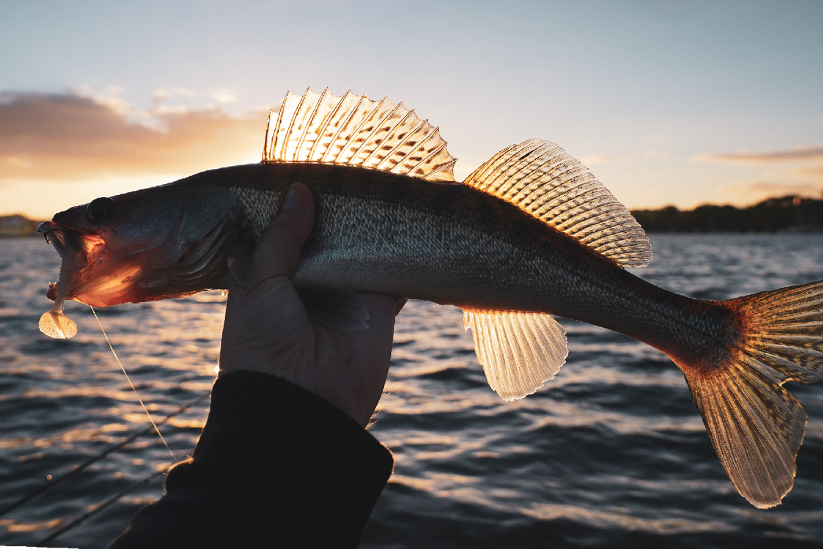 WKS IMMWS68MXF - L’ADN d’une canne conçue pour le sandre en verticale