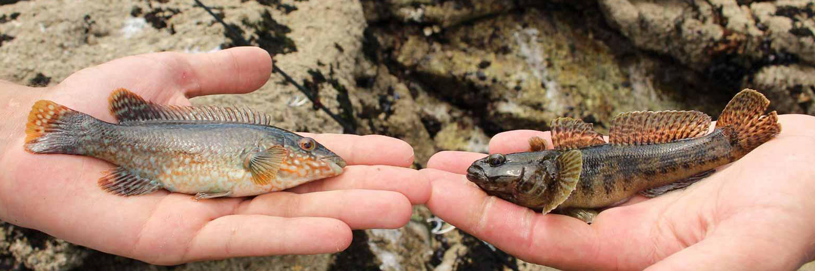 La pêche en rockfishing (flaques et bordures)