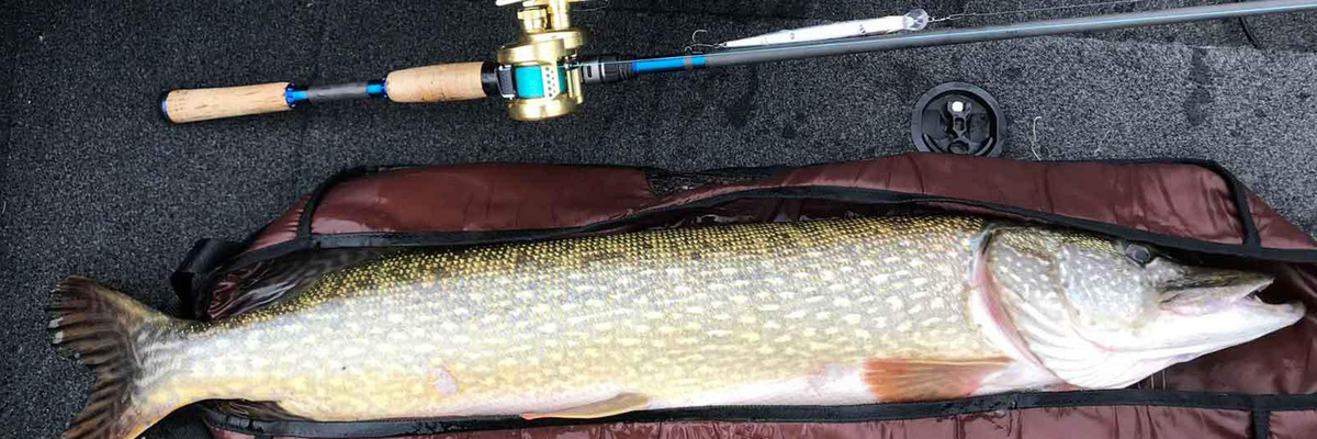 Le brochet au leurre