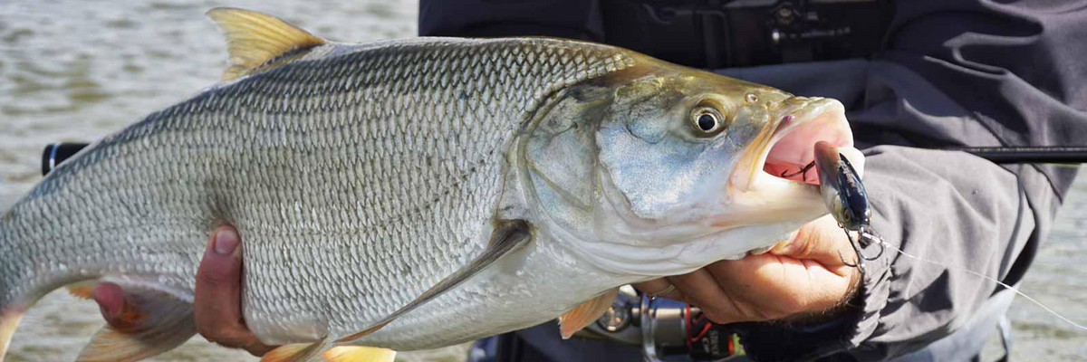 La pêche de l'aspe aux leurres durs