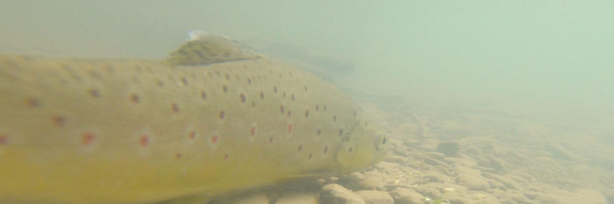 La pêche de la truite au leurre